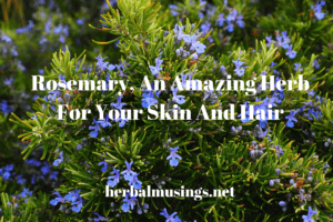 Rosemary An Amazing Herb For Your Skin And Hair