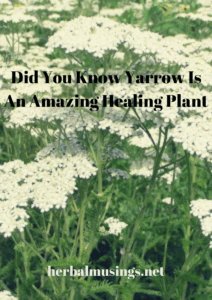 Did You Know Yarrow Is An Amazing Healing Plant