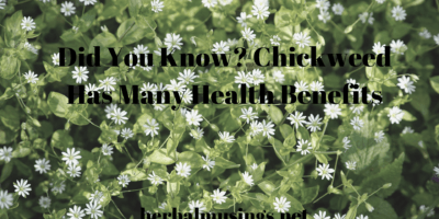 Chickweed Has Many Health Benefits 