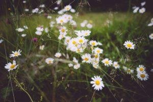 What Common Plants Are In A Healing Herb Garden?