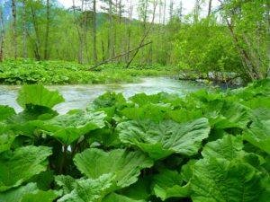 How To Relieve Migraine Pain With Herbs