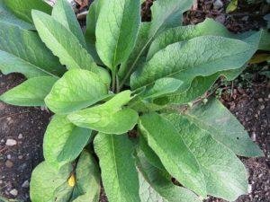 What Common Plants Are In A Healing Herb Garden?