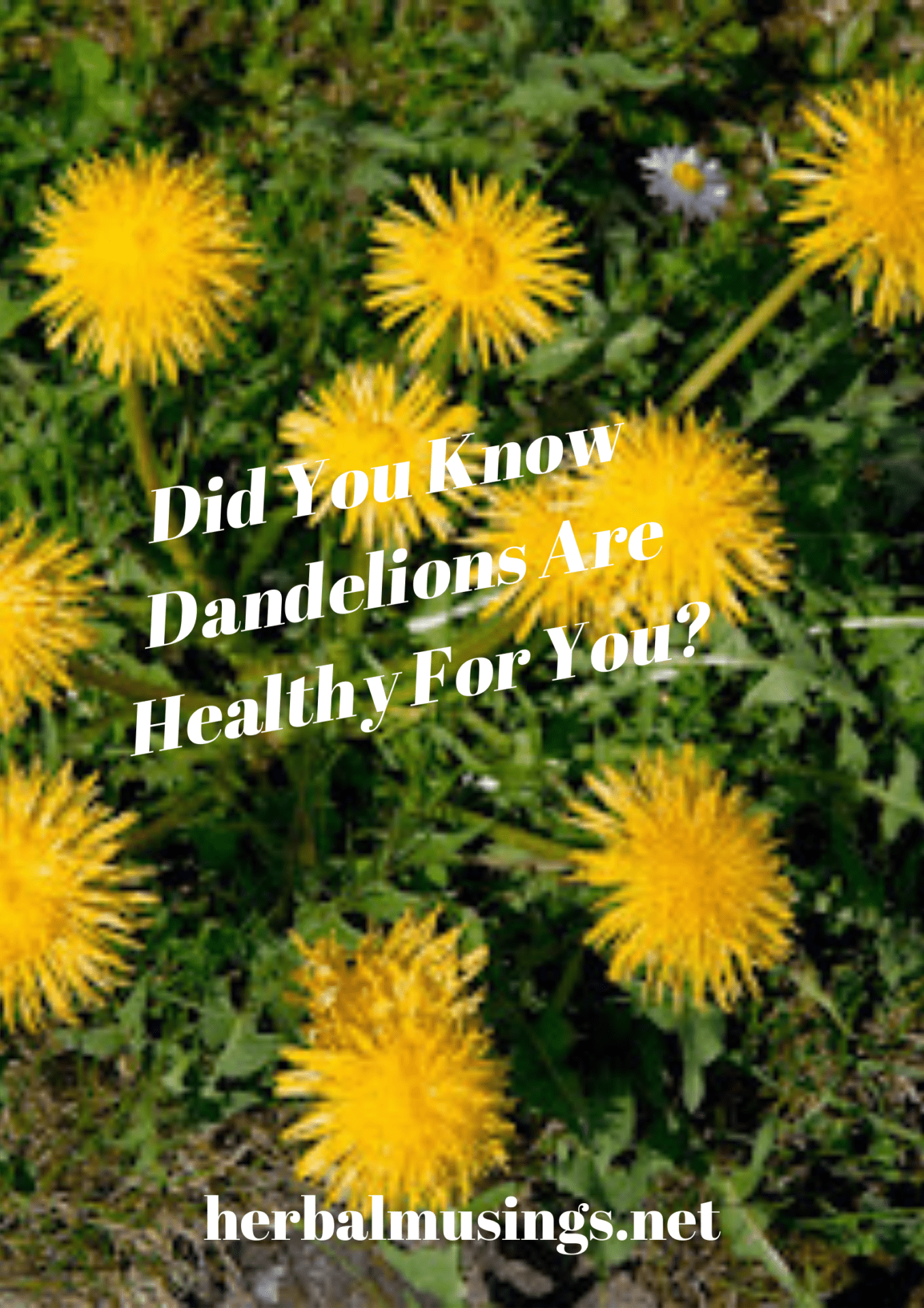 Did You Know Dandelions Are Healthy For You?