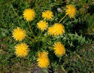 Did You Know Dandelions Are Healthy For You?