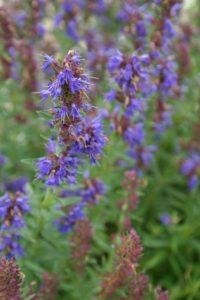 What Common Plants Are In A Healing Herb Garden?