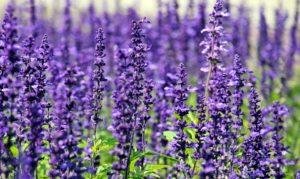 What Common Plants Are In A Healing Herb Garden?