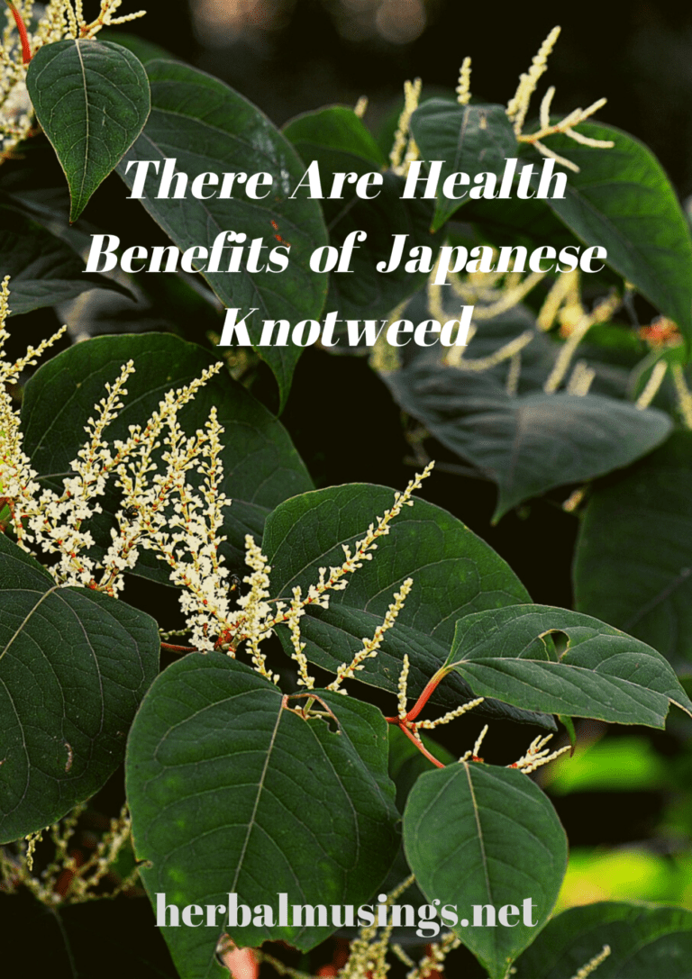 There Are Health Benefits of Japanese Knotweed