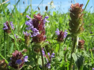 self heal plant