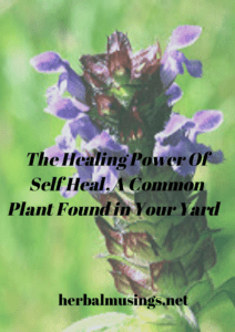 The Healing Power Of Self Heal, A Common Plant Found in Your Yard