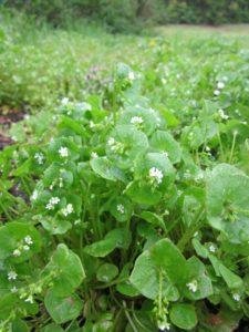 eat weeds