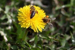 It's Spring! Now Is The Time To Eat Your Weeds!