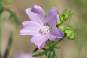 It's Spring! Now Is The Time To Eat Your Weeds!