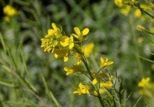 It's Spring! Now Is The Time To Eat Your Weeds!