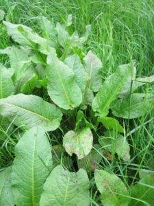 It's Spring! Now Is The Time To Eat Your Weeds!