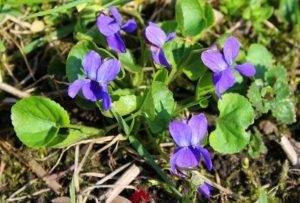 It's Spring! Now Is The Time To Eat Your Weeds!