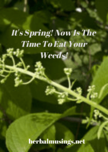 It's Spring! Now Is The Time To Eat Your Weeds!