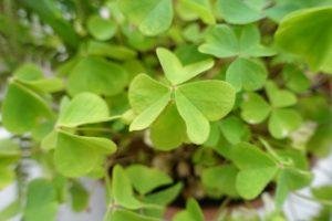 It's Spring! Now Is The Time To Eat Your Weeds!