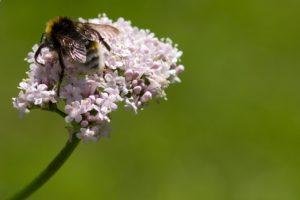 Healing Herbs To Kick Insomnia In The Butt