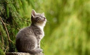 Homemade Herbal Remedies For Your Pets