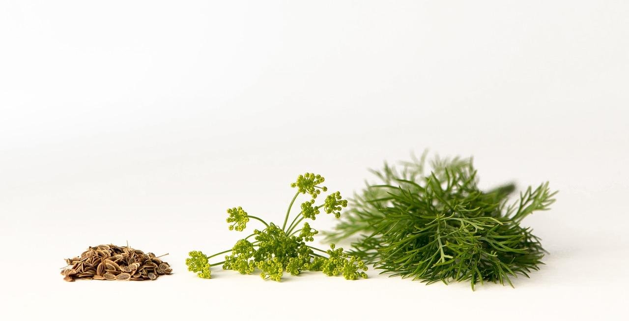 Herbs For A Healthy Digestive System - Herbal Musings