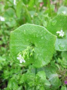 What are you foraging this spring?