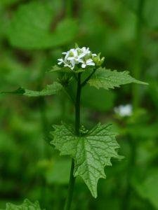 What are you foraging this spring?