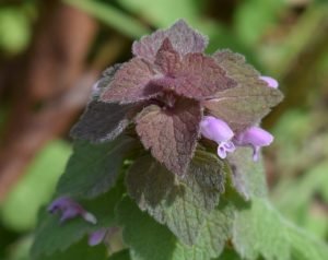 What are you foraging this spring?