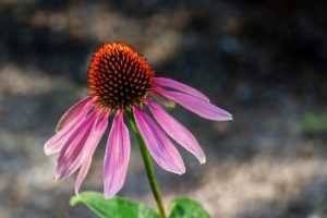 Echinacea also known as coneflower