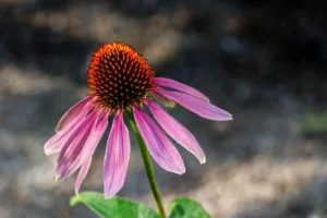 purple coneflower