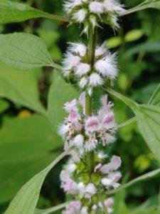 motherwort plant