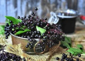 elderberry