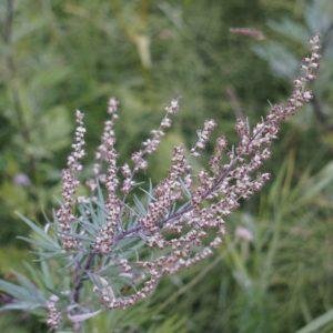 mugwort plant