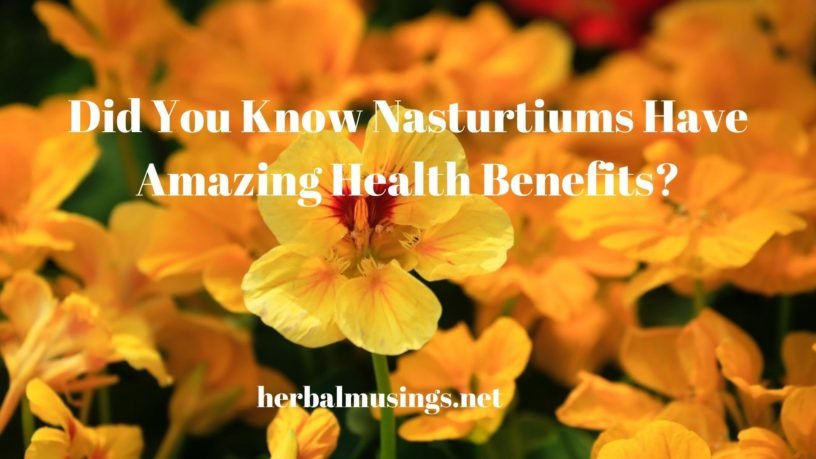 Did You Know Nasturtiums Have Amazing Health Benefits? - Herbal Musings