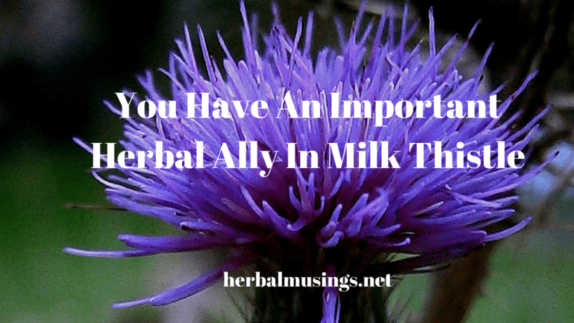 You Have An Important Herbal Ally In Milk Thistle