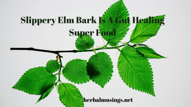 slippery elm bark is a gut healing super food