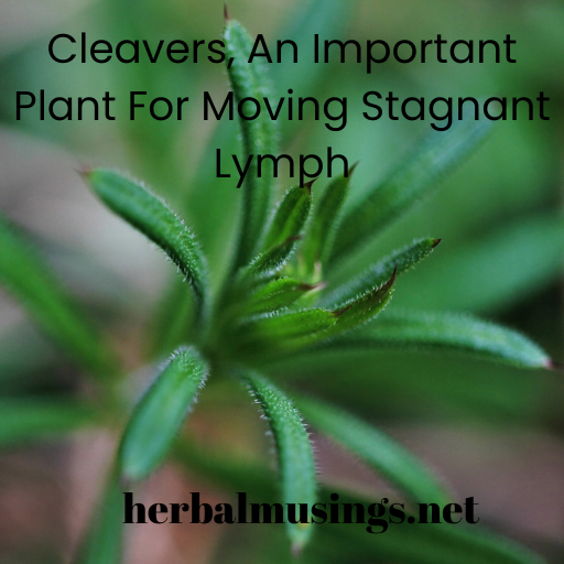 Cleavers, An Important Plant For Moving Stagnant Lymph