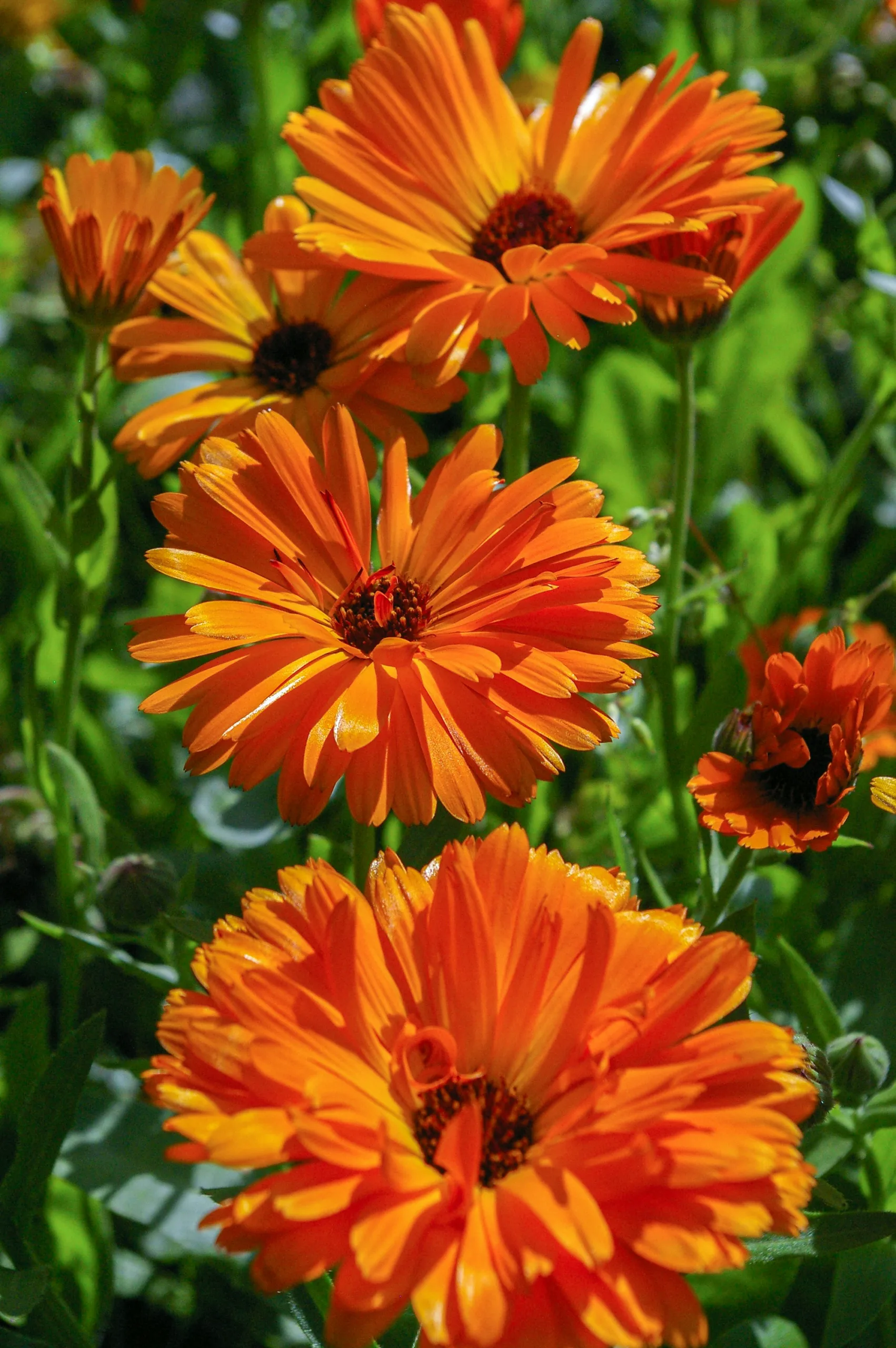 orange calendula flowers