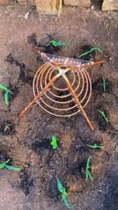 Electroculture Gardening copper object on the ground