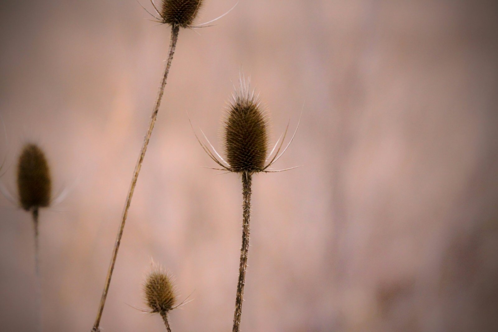 teasel plant