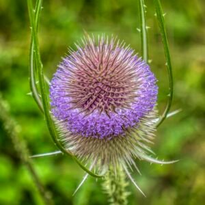 teasel flower