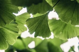 ginkgo biloba leaves
