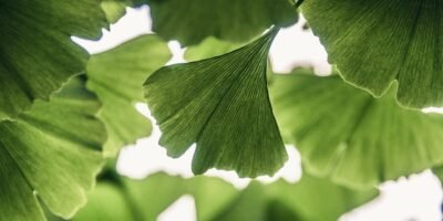 ginkgo biloba leaves