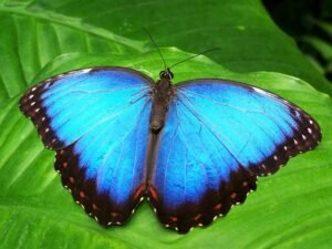 blue butterfly