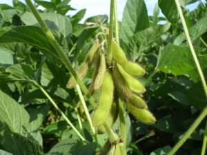 soybean plant