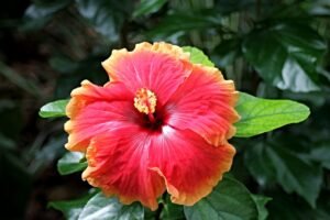 hibiscus flower