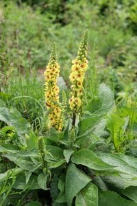 mullein plant