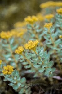 Rhodiola plant