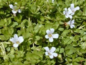 bacopa plant