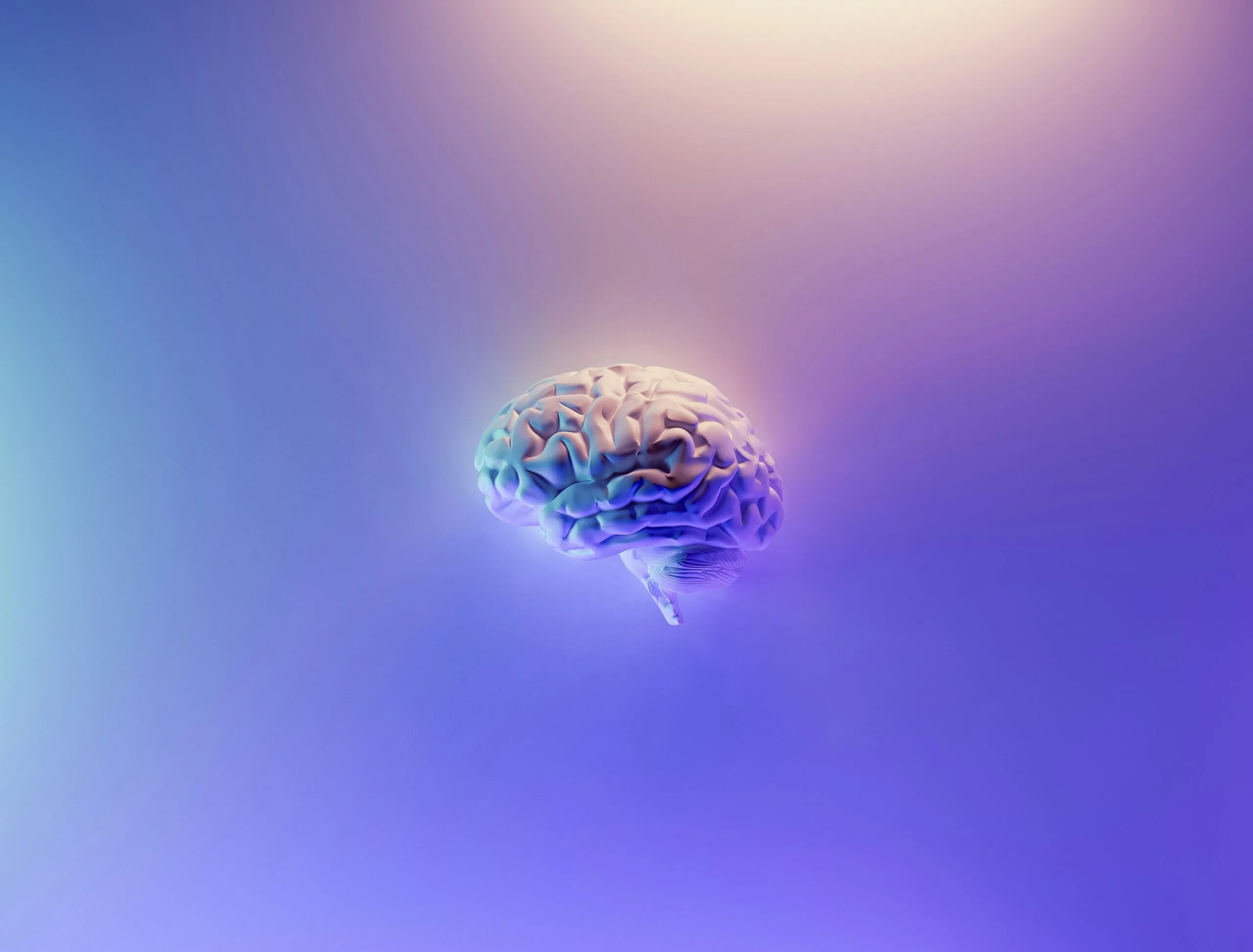 picture of a human brain