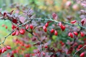 barberry berries